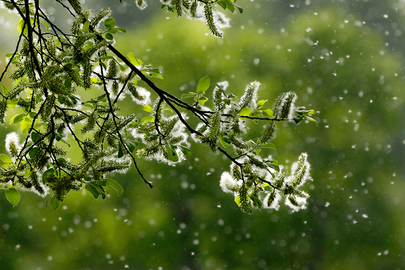 Tree full of allergens that can impede your AC unit's performance.
